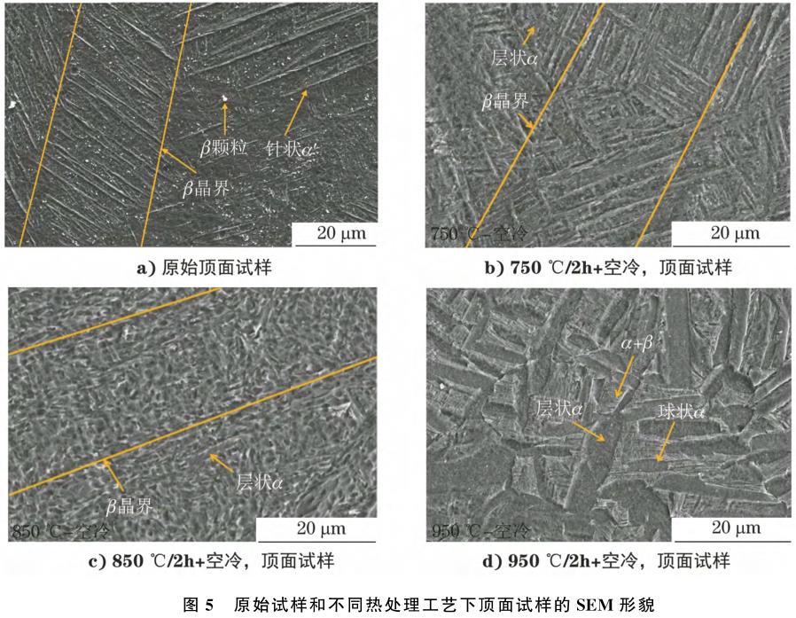 1708356143563097.jpg t5.jpg